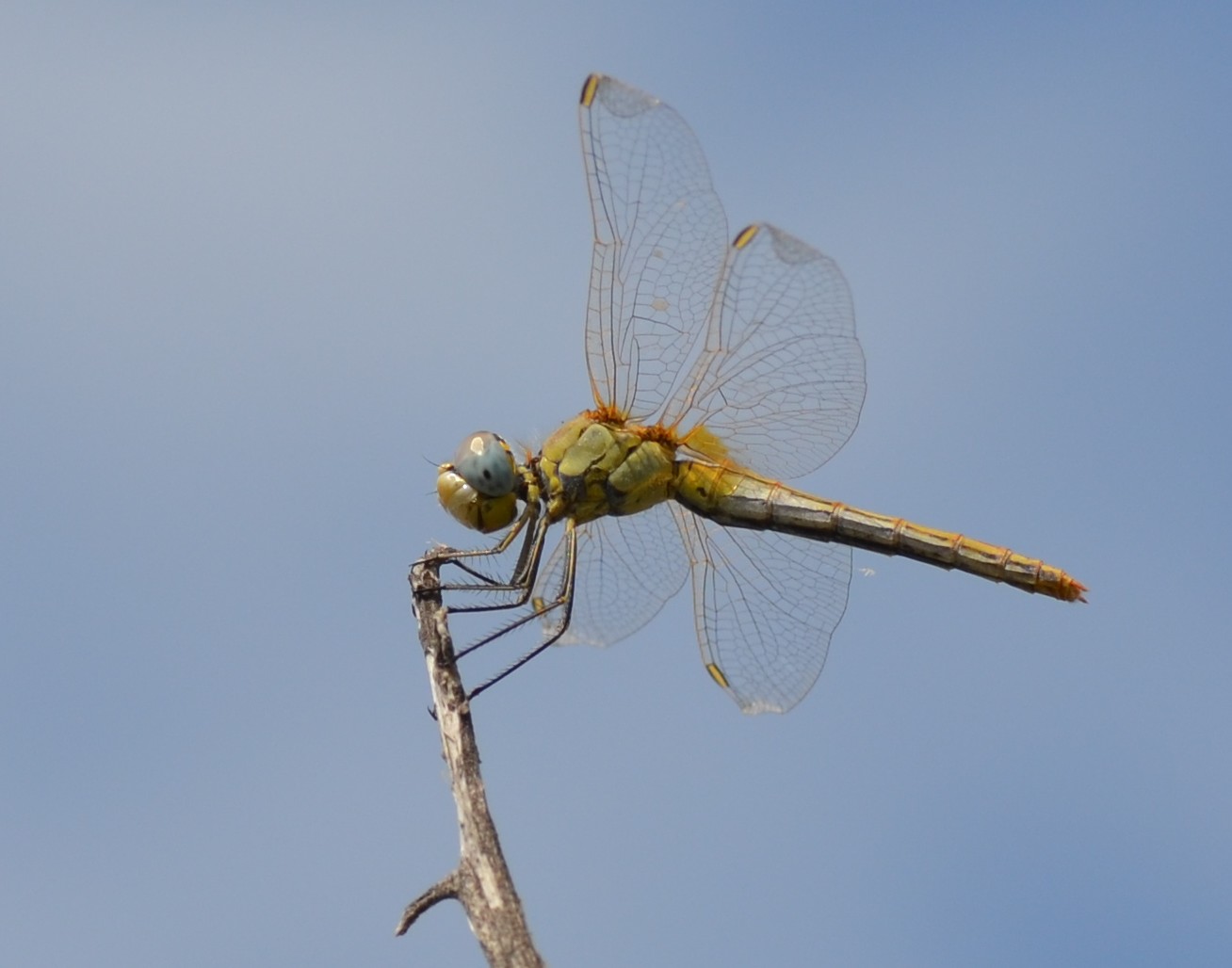 Sympetrum foscolombii alla Piallassa Piombon 1